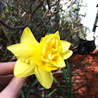 Rose-Daffodil Hybrid
