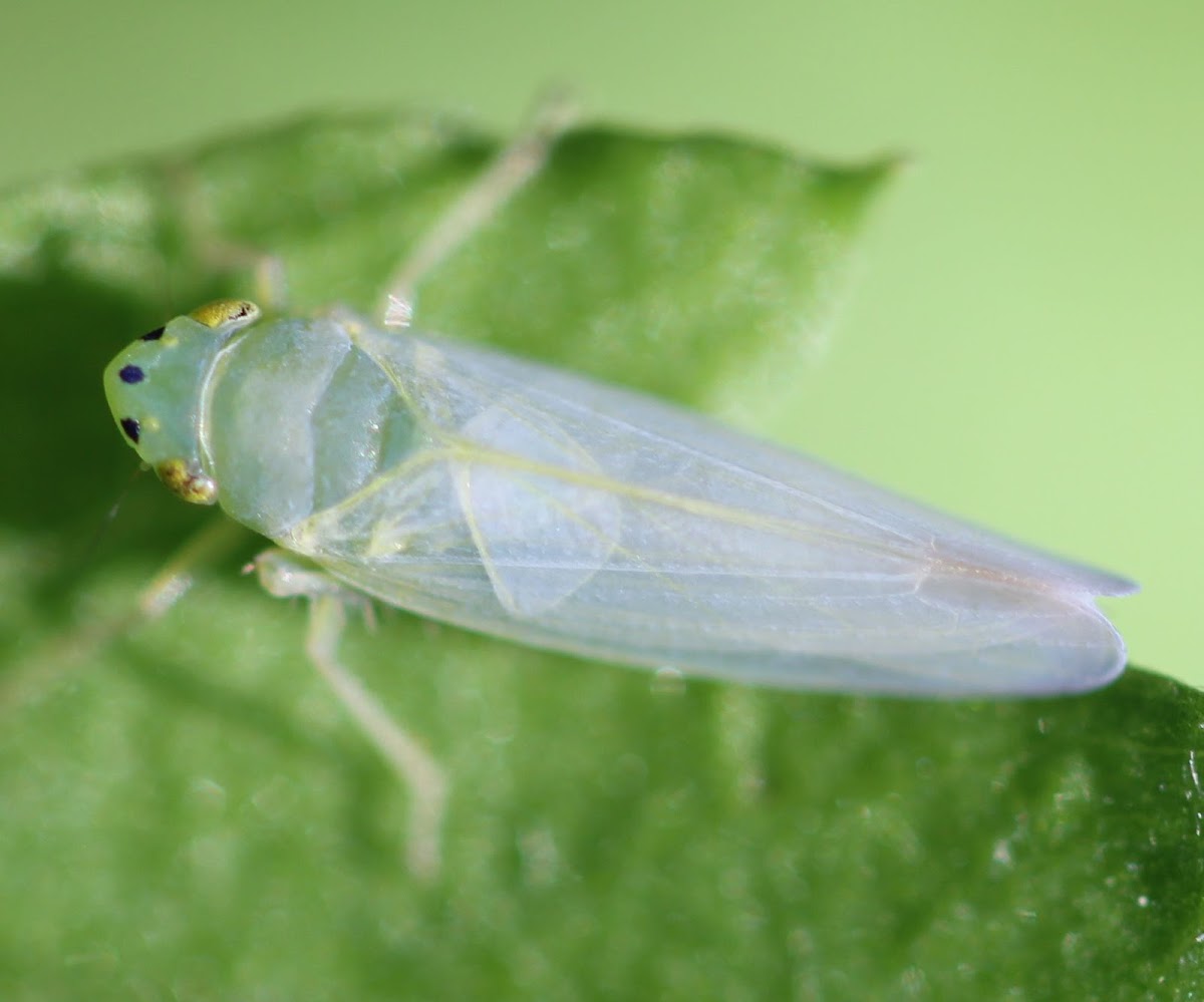 mint green leafhopper