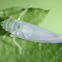 mint green leafhopper