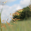 indian grass