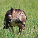 Red-Tailed Hawk