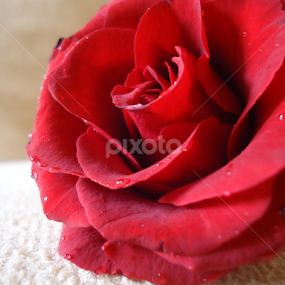 by Deepti Rokade - Flowers Single Flower