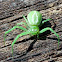 Green crab spider