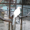 Albino Crow