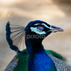 Sleeping Beauty by Muhammed Owais Ashraf - Novices Only Pets