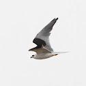 White-tailed Kite