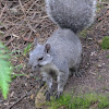 W Grey Squirrel