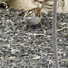 White Throated Sparrow