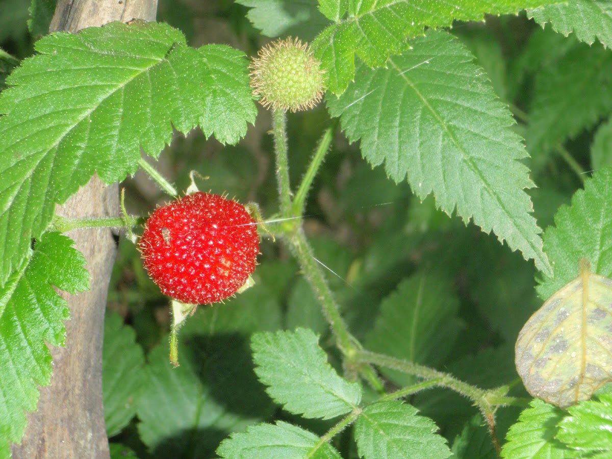 Frambuesa Silvestre, Wild Strawberries