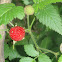 Frambuesa Silvestre, Wild Strawberries