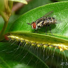Tachinid fly & Caterpillar