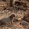 Indian gray mongoose