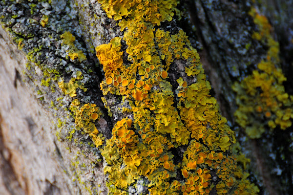 Common orange lichen | Project Noah