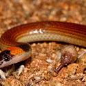 Orange-naped Snake