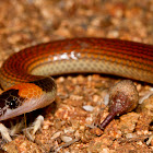 Orange-naped Snake