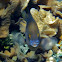 Bicolor Damselfish