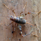 spotted camel cricket