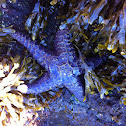 Purple starfish