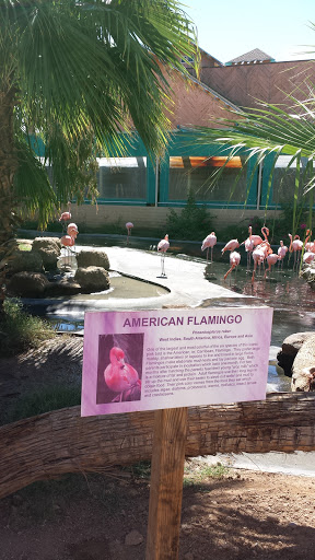American Flamingo Exibit