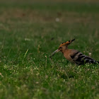 Hoopoe