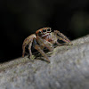 Brown Jumping Spider