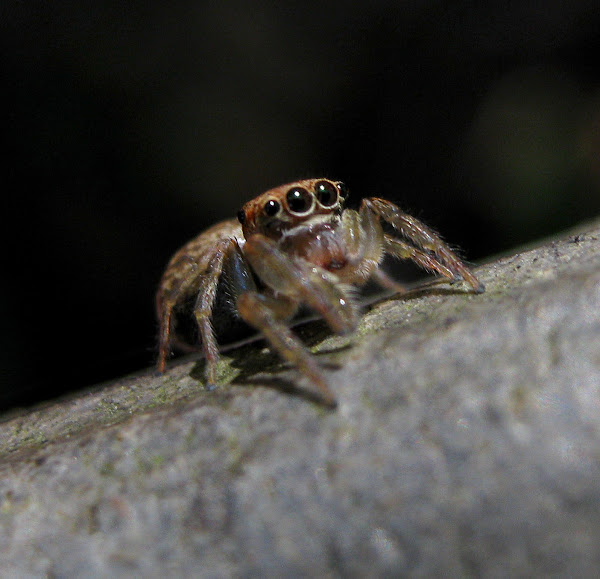 Brown Jumping Spider Project Noah
