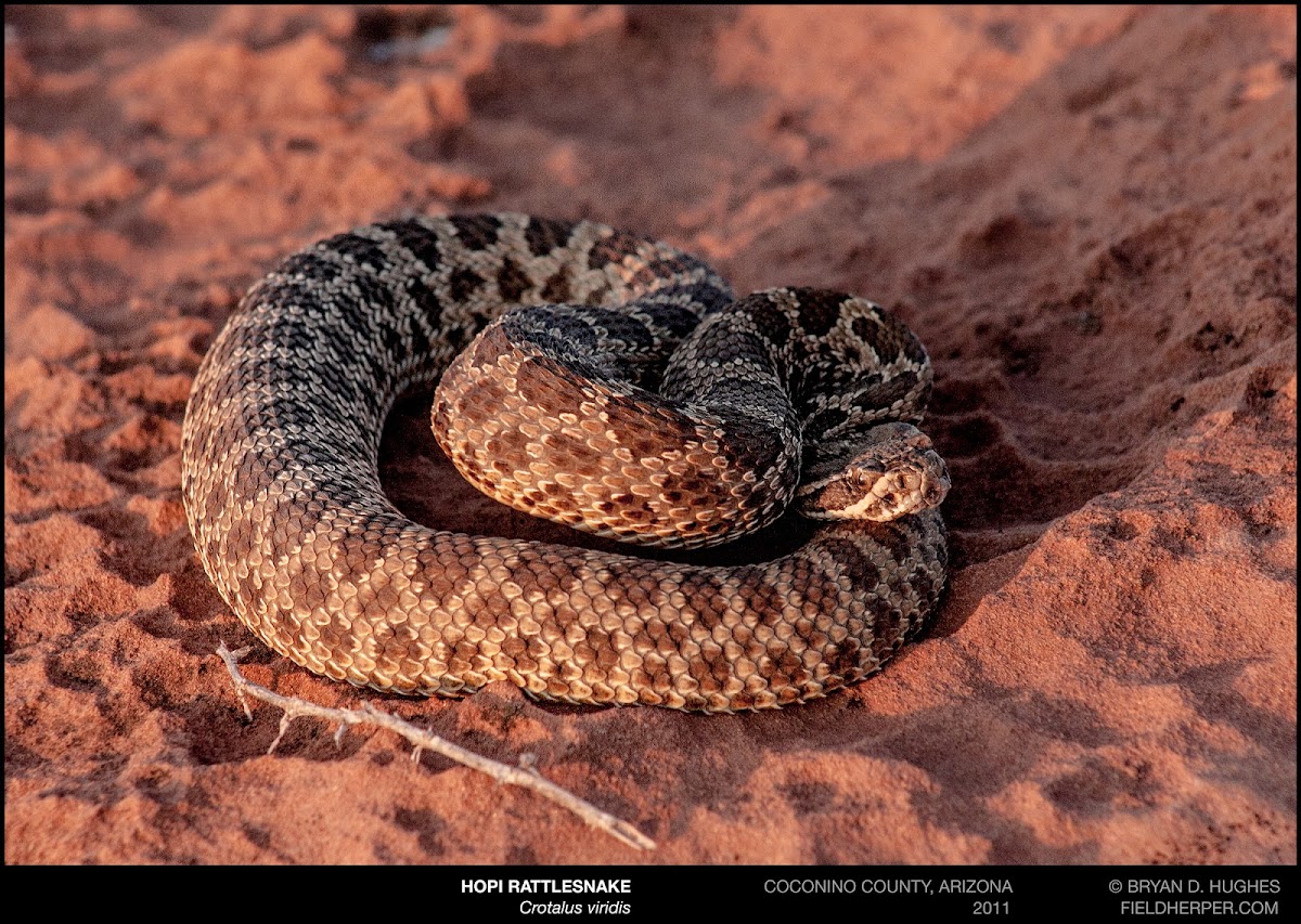 Hopi Rattlesnake