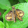 Taractrocera Skipper Butterfly