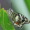 lime butterfly -  Papilio demoleus