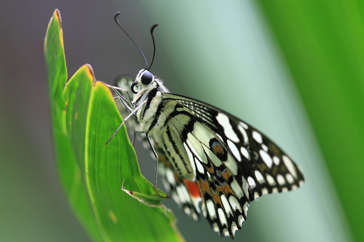 lime butterfly -  Papilio demoleus