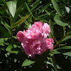 Adelfa, Baladre, Laurel rosa, Laurel de Flor, Falsa rosa, Trinitaria. (Nerium oleander)