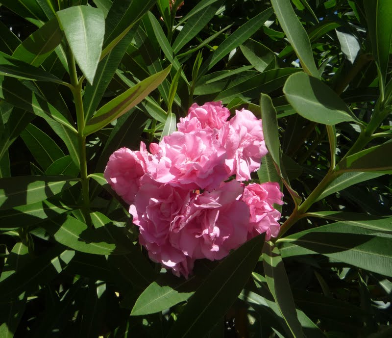 Adelfa, Baladre, Laurel rosa, Laurel de Flor, Falsa rosa, Trinitaria. (Nerium oleander)