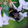 Buff-tailed bumblebee, abejorro común