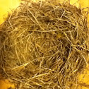 Nest (bird)