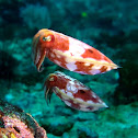 Crinoid Cuttlefish