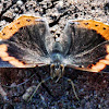 Almirante vermelho europeu; Red Admiral