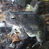 Fowlers Toad