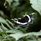 White Admiral