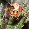 Western Lynx Spider (gravid female)