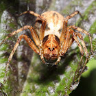 Western Lynx Spider (gravid female)