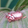 Flannel Moth caterpillar
