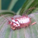 Flannel Moth caterpillar