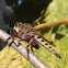 Giant Robberfly (male)