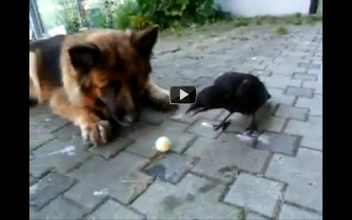 Funny Animal Videos