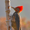 Liniated Woodpecker