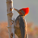 Liniated Woodpecker