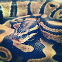 Ball python