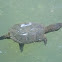 Common Snapping Turtle