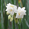 Jonquil