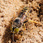 Sand Wasp; Avispa de la Arena